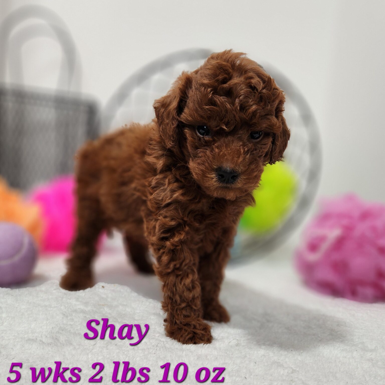 F1bb Mini Goldendoodle Shay