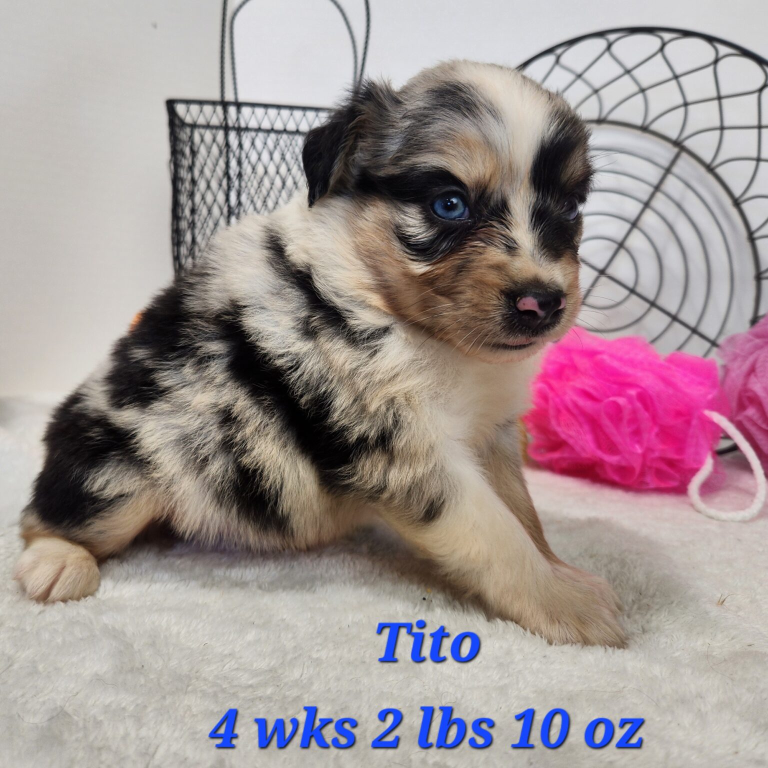 Australian Shepherd Tito Blue Eyes