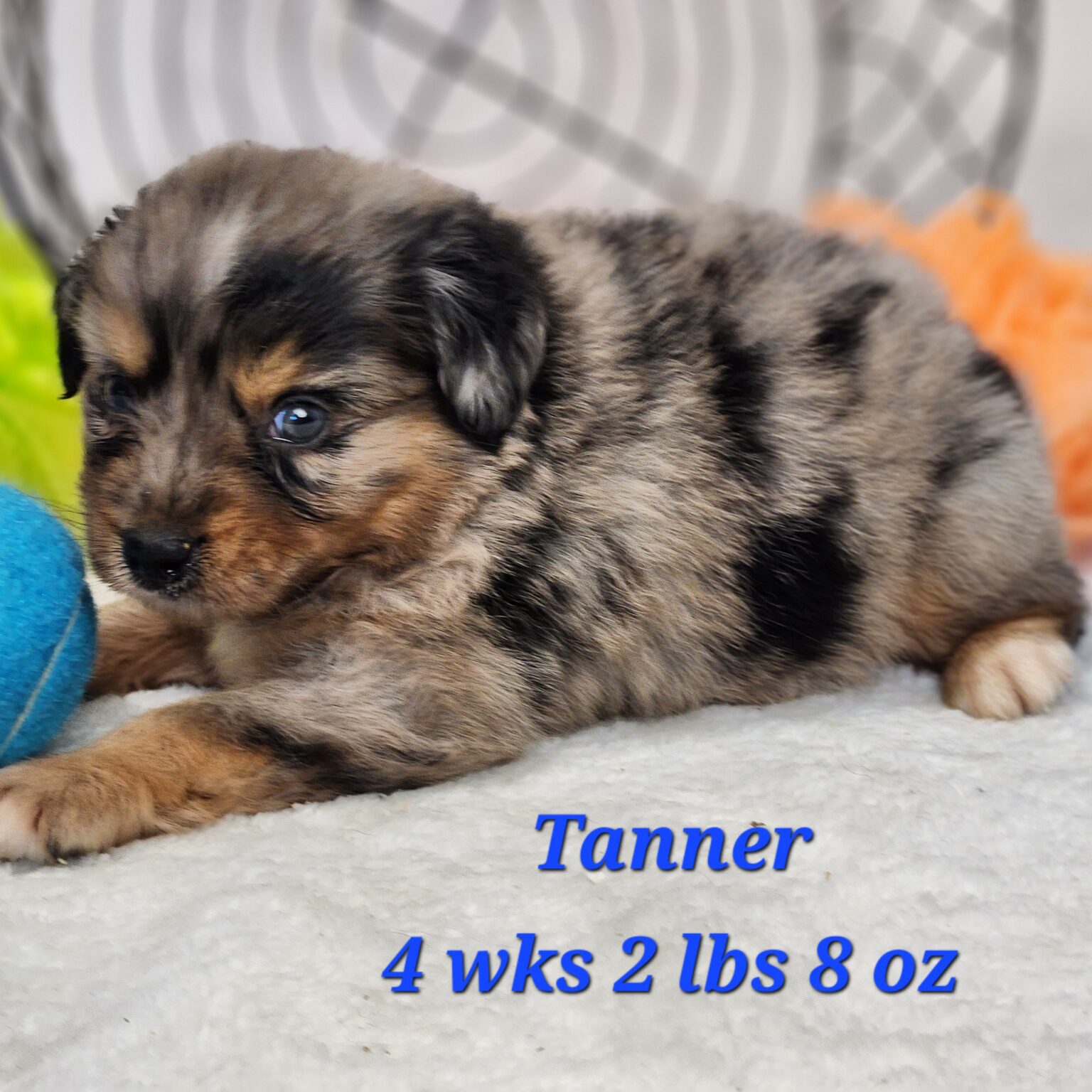 Australian Shepherd Tanner Blue Eyes