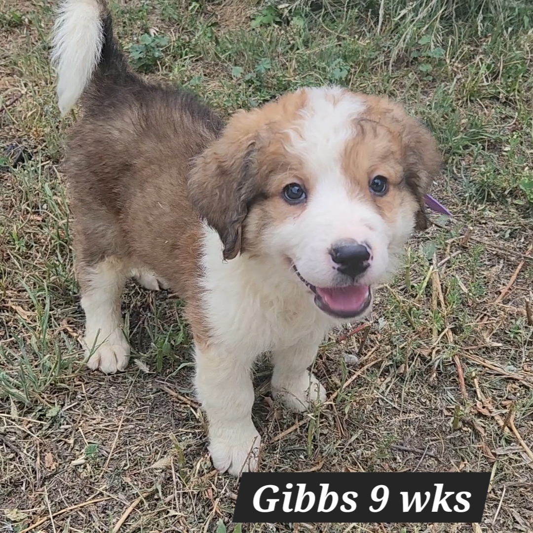 Great Bernese Gibbs