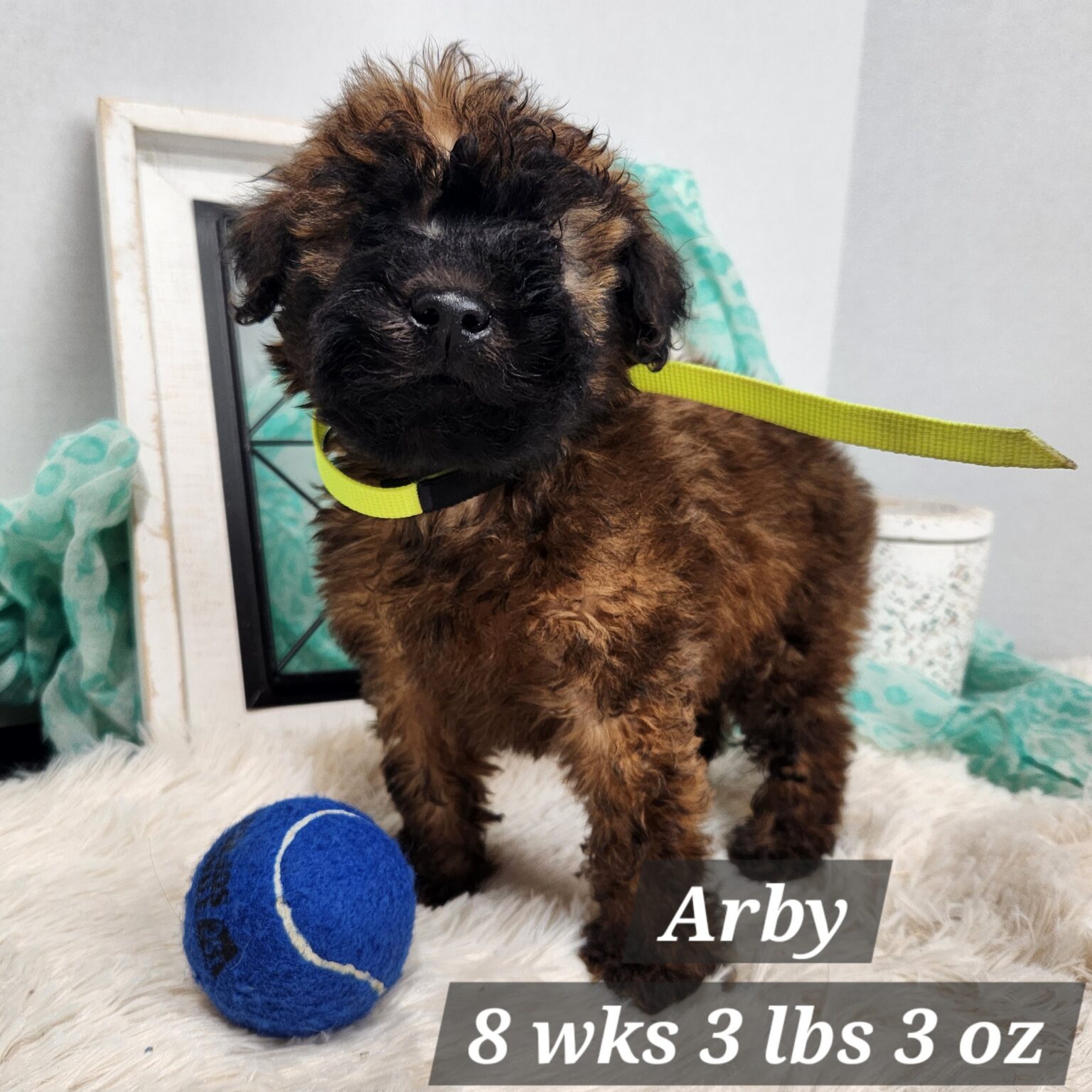 Soft Coated Wheaten Terrier Arby