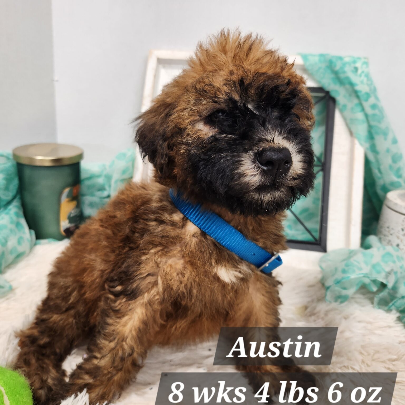 Soft Coated Wheaten Terrier Austin