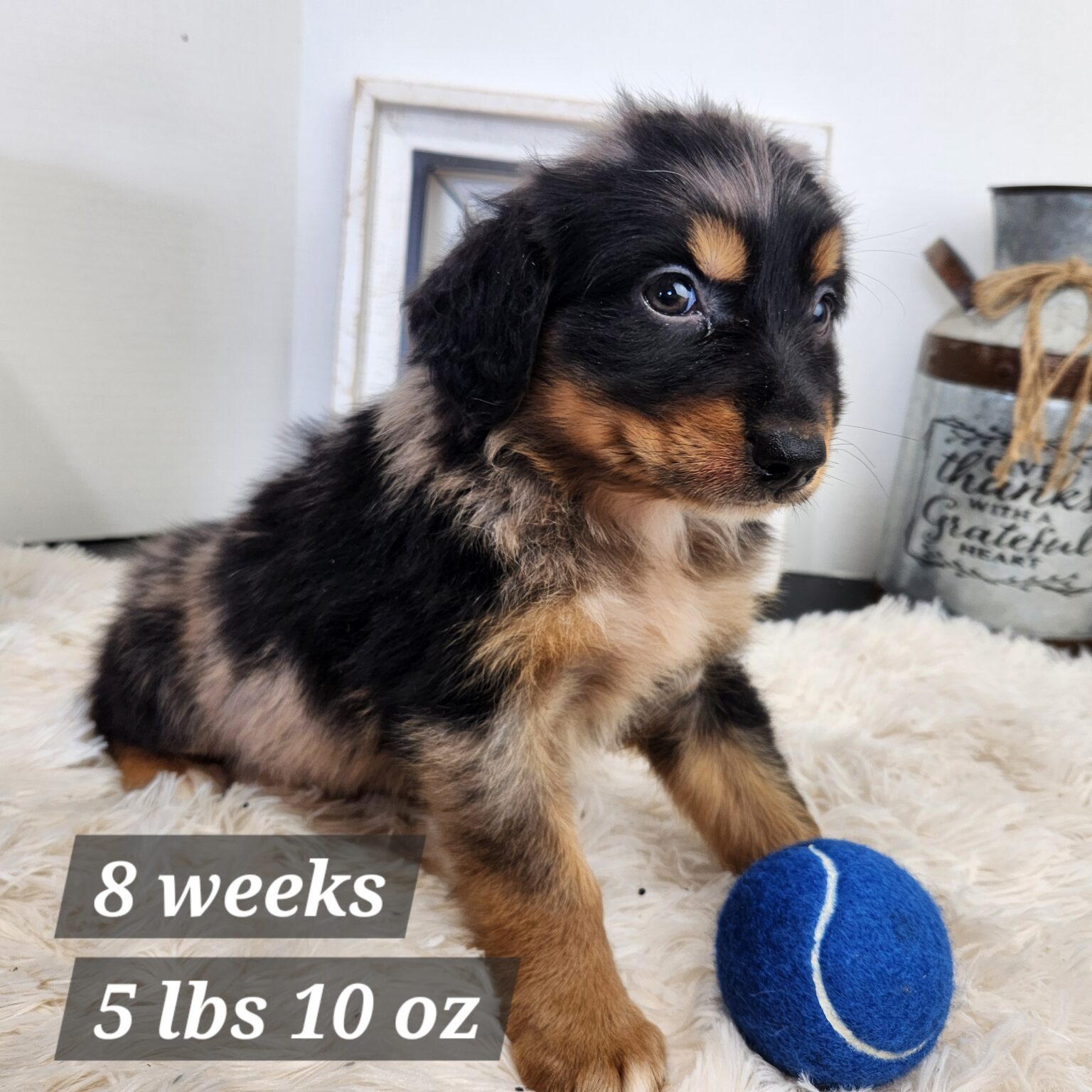 Australian Shepherd Troy