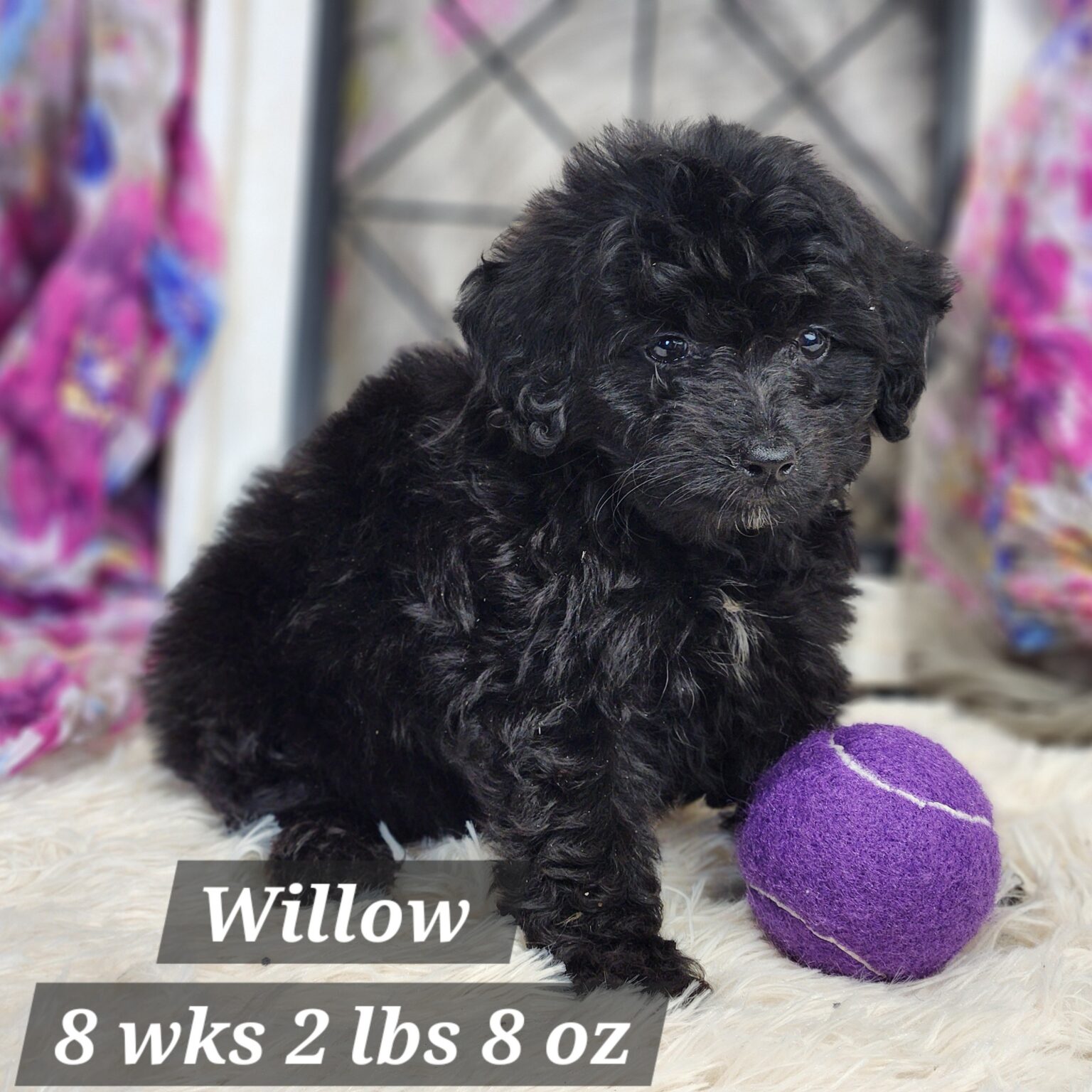 Mini Aussiedoodle Willow