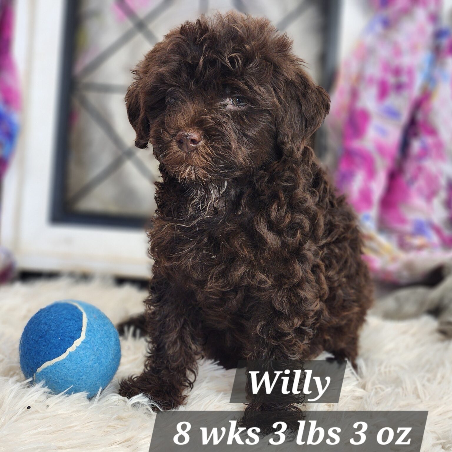 Mini Aussiedoodle Willy is headed to Gretna Nebraska