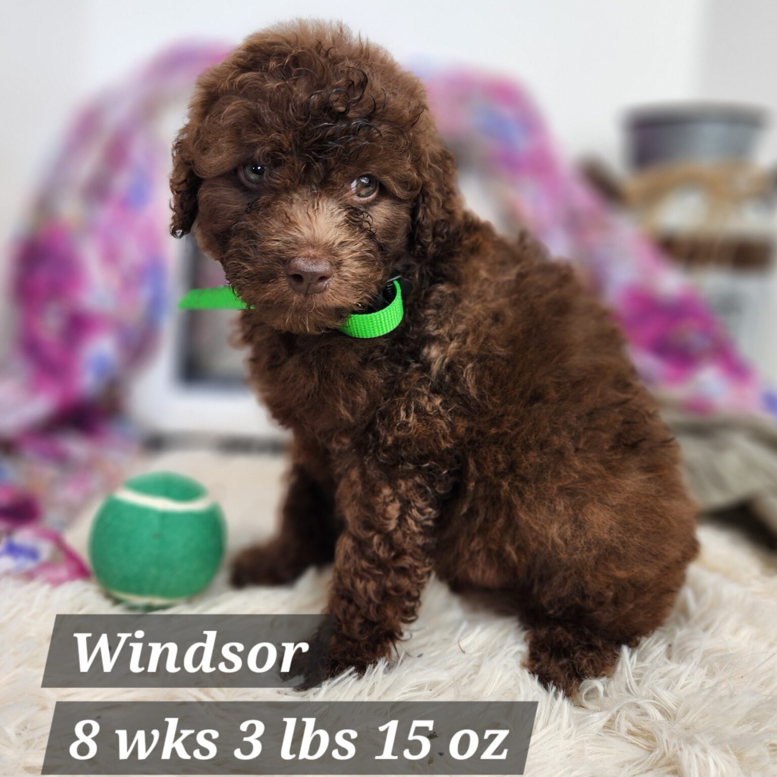 Mini Aussiedoodle Windsor