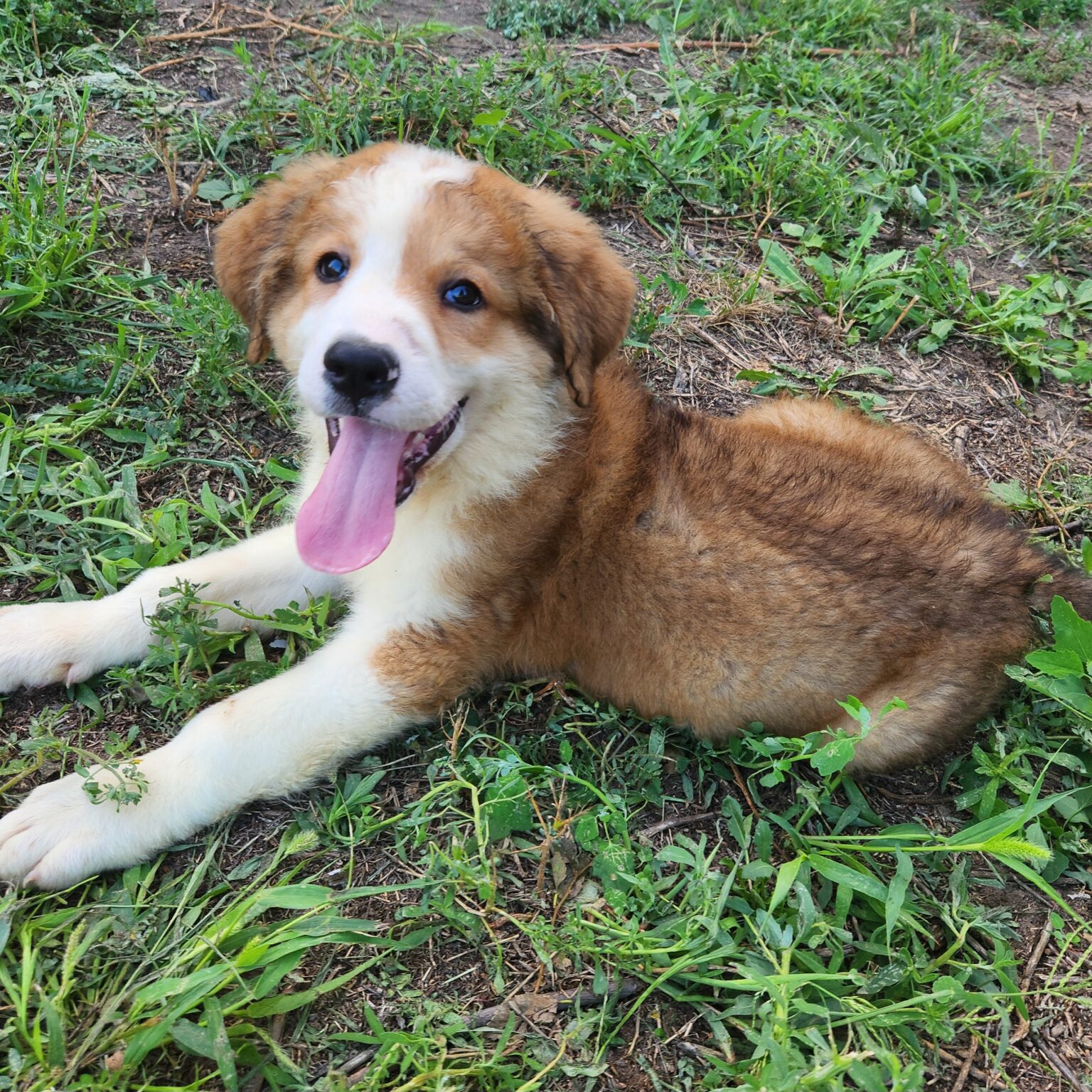 Great Bernese Gibbs. Therapy dog or Livestock gaurd dog?