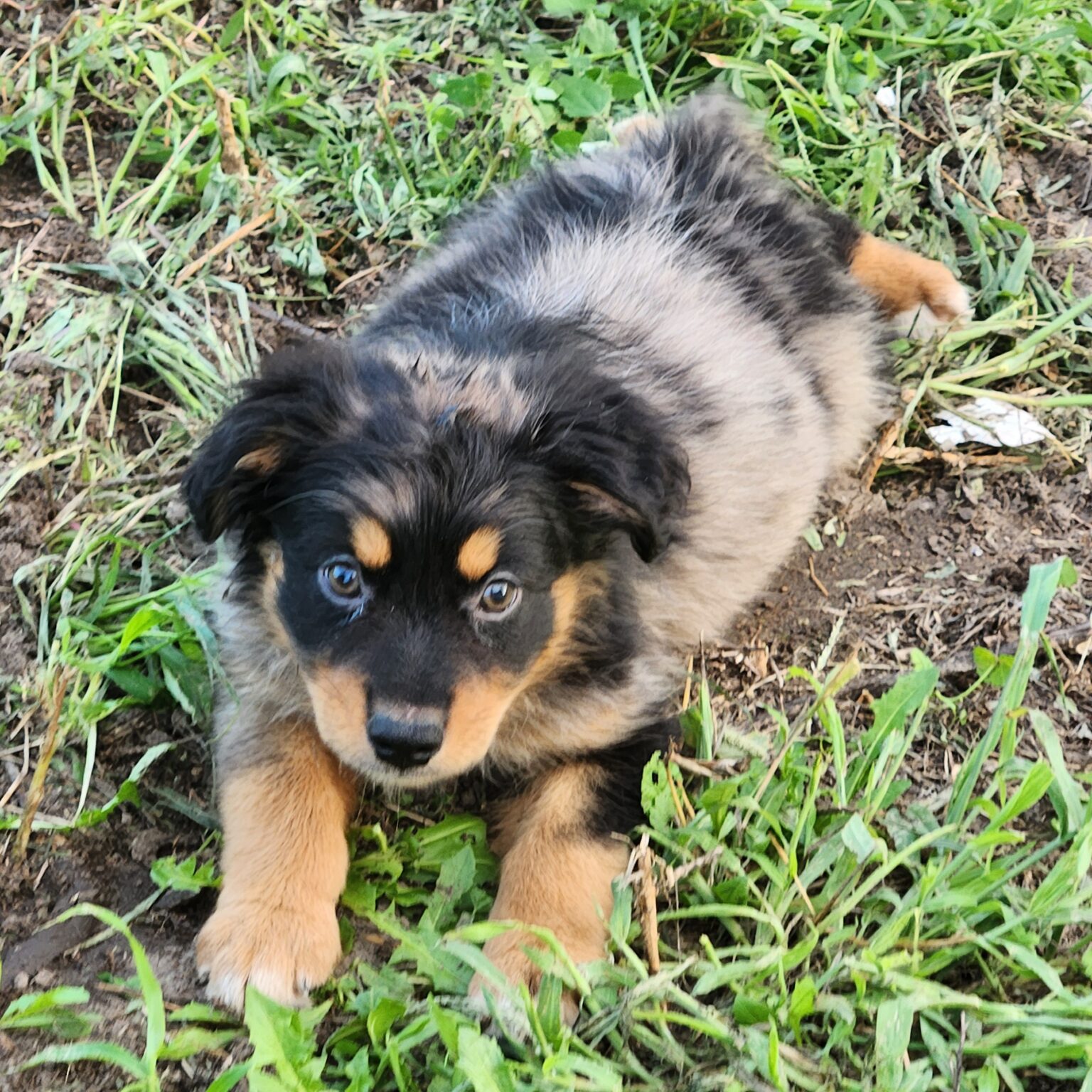Australian Shepherd Troy