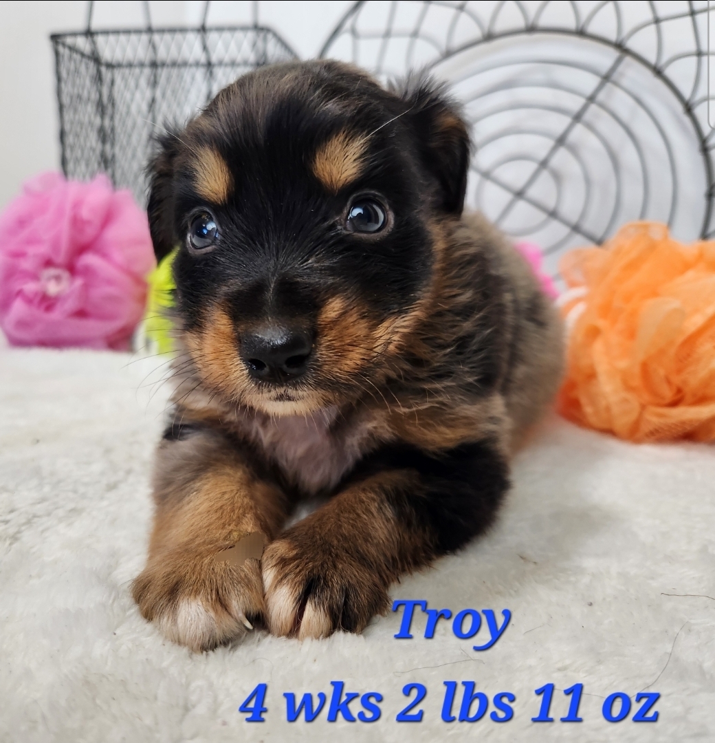 Australian Shepherd Troy