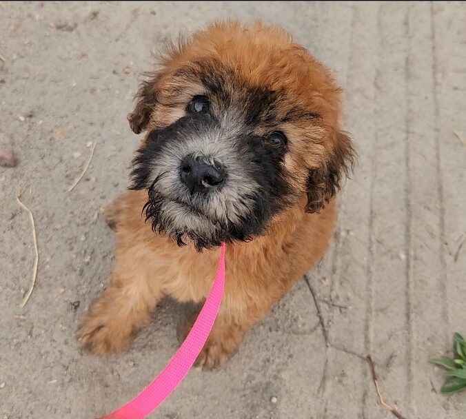 Soft Coated Wheaten Terrier Amy