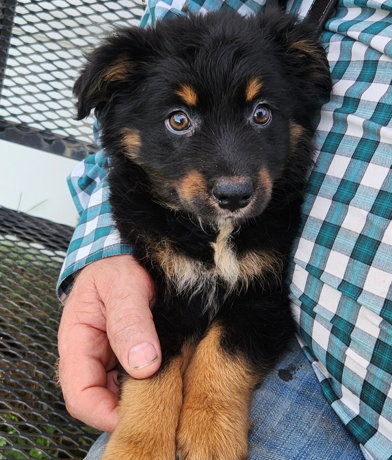 Australian Shepherd Tribe