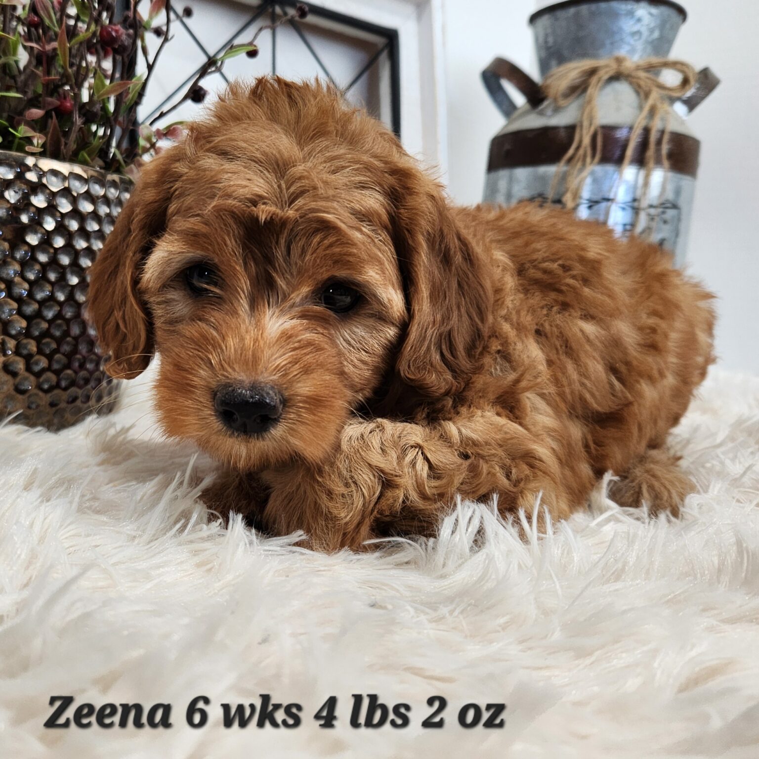 F1b Mini Goldendoodle Zeena