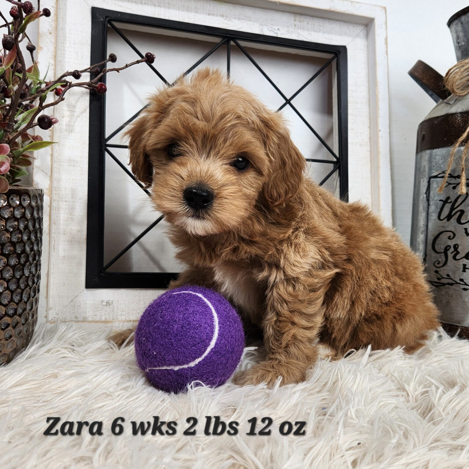 F1b Mini Goldendoodle Zara