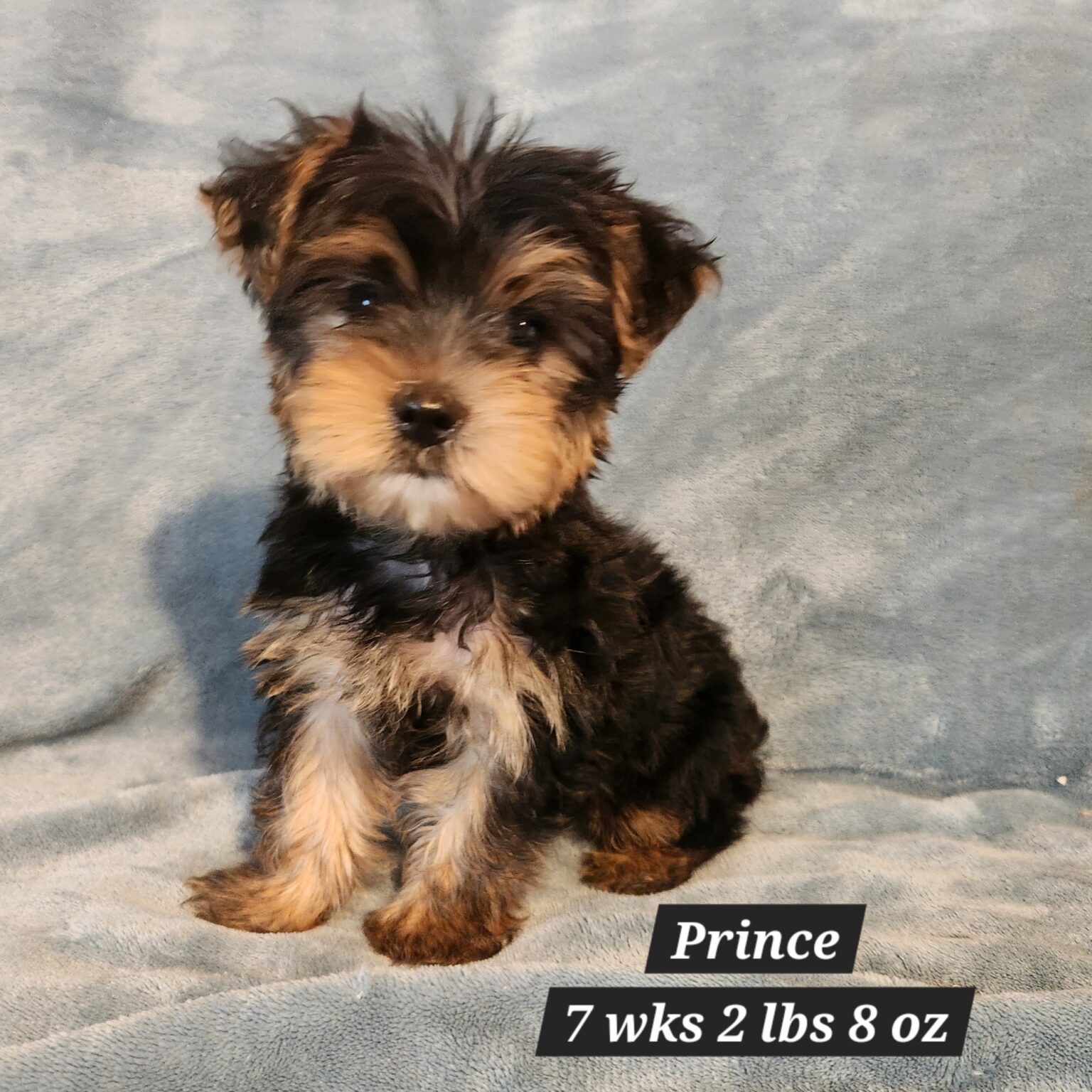 Yorkshire Terrier Prince