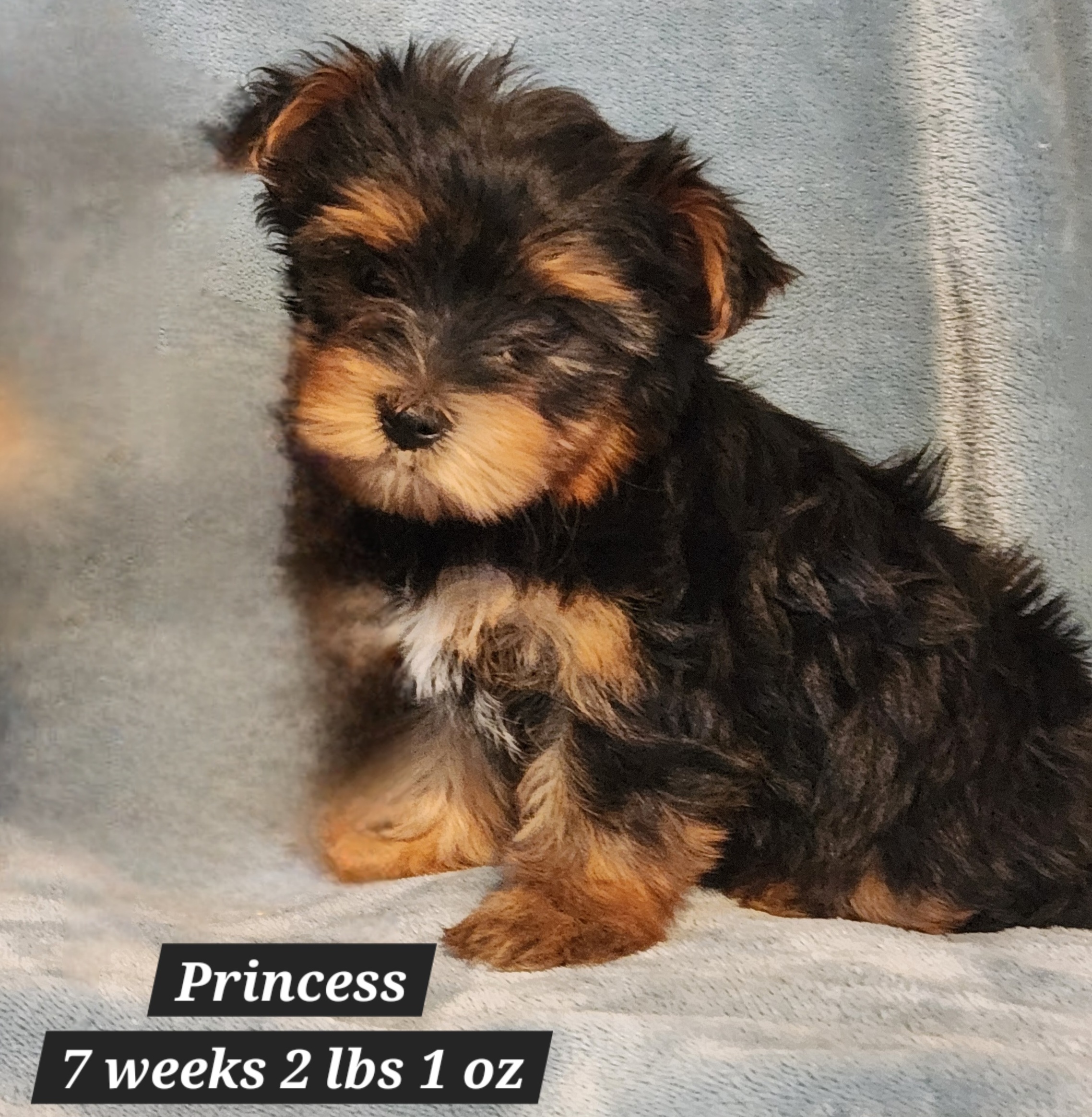 Yorkshire Terrier Princess