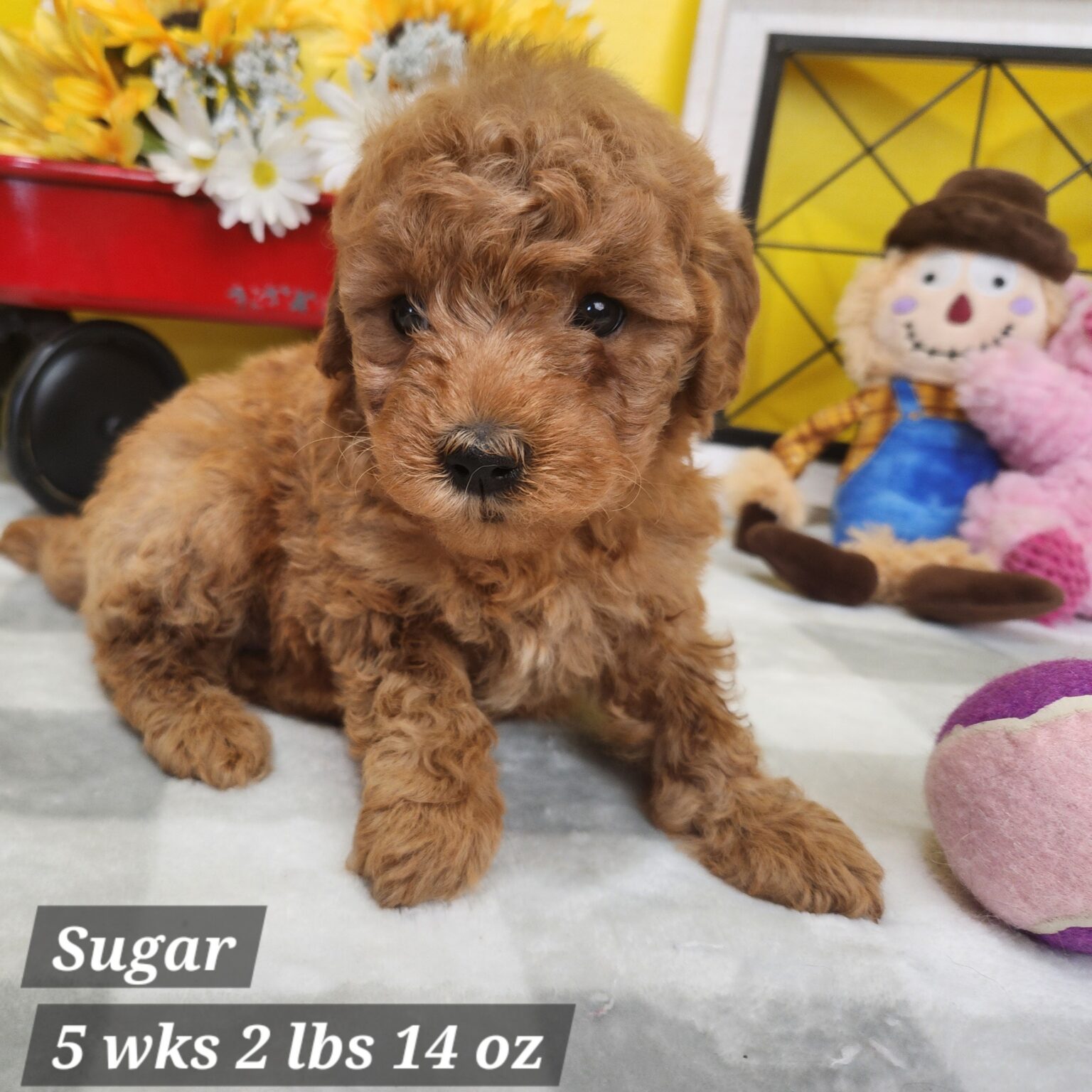 Mini Goldendoodle Sugar