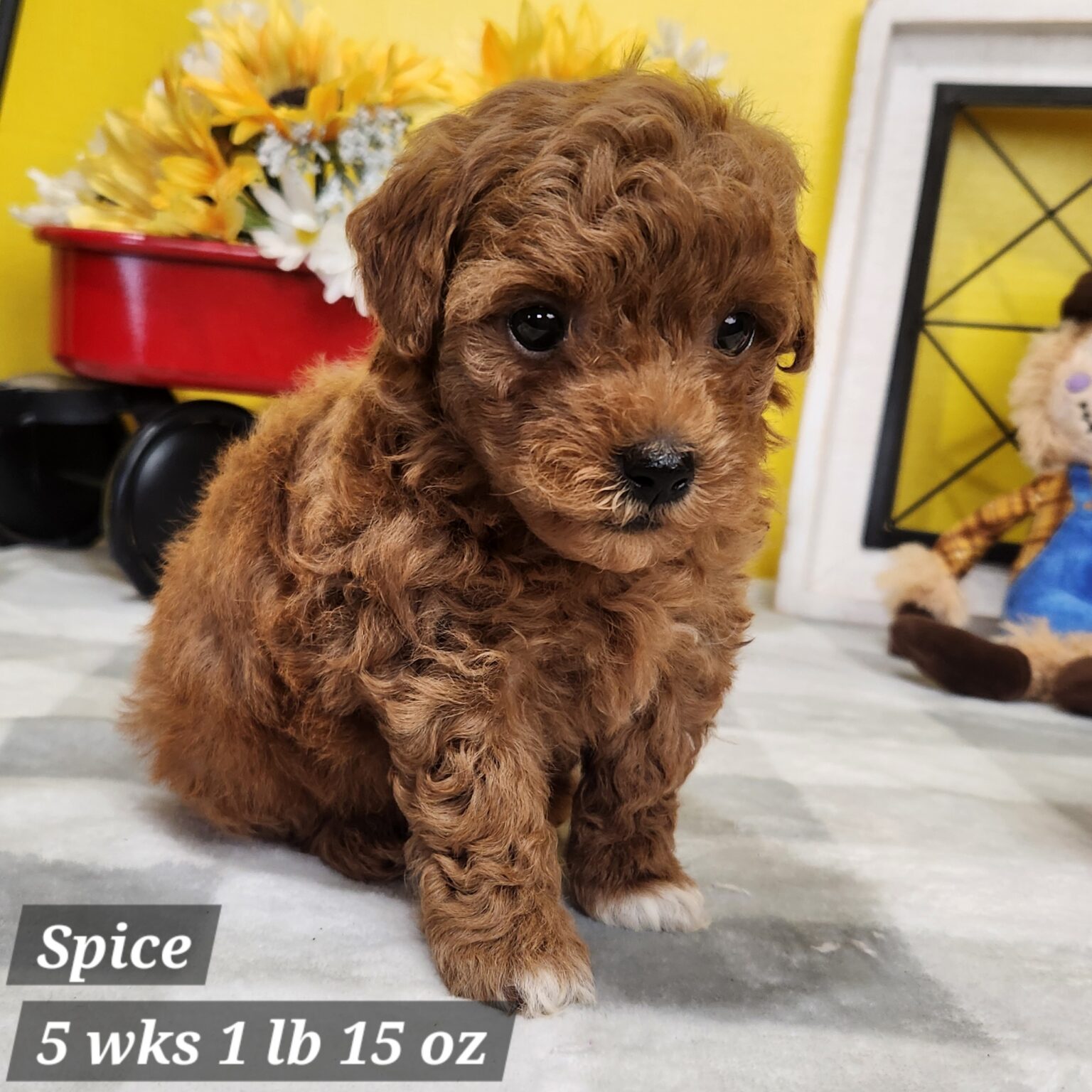 Mini Goldendoodle Spice
