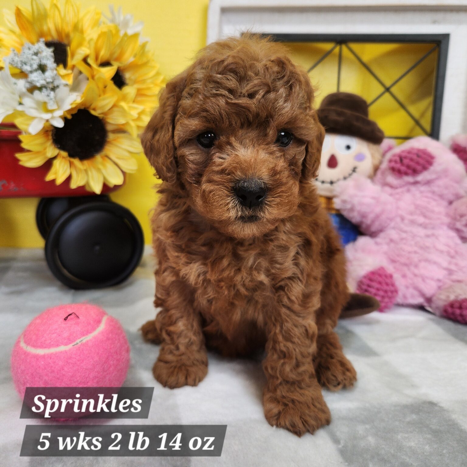 Mini Goldendoodle Sprinkles