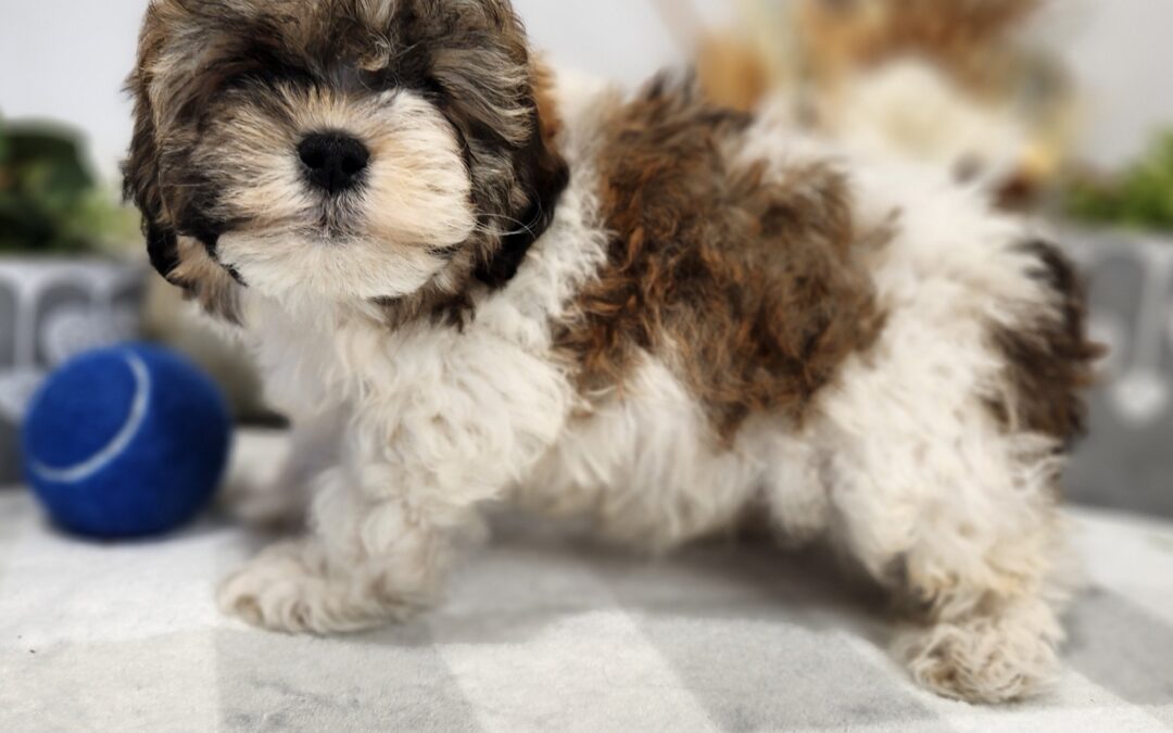 Shihpoo Taz