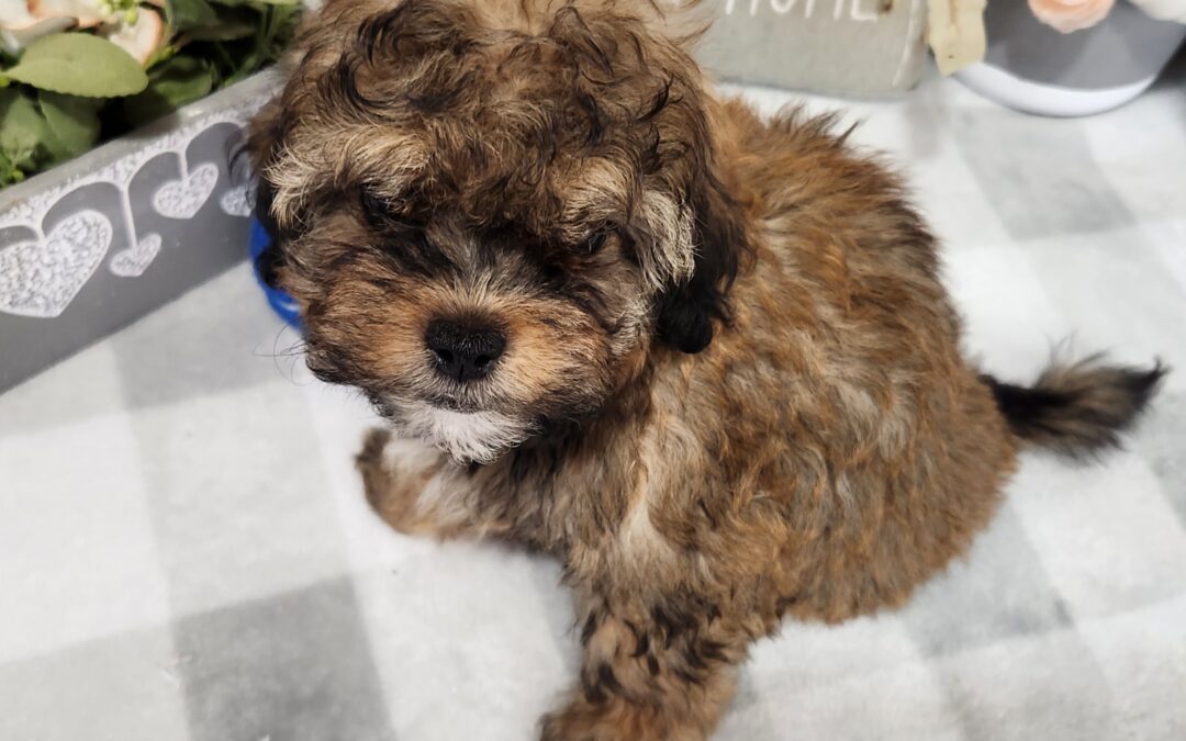 Shihpoo Twinkles Female