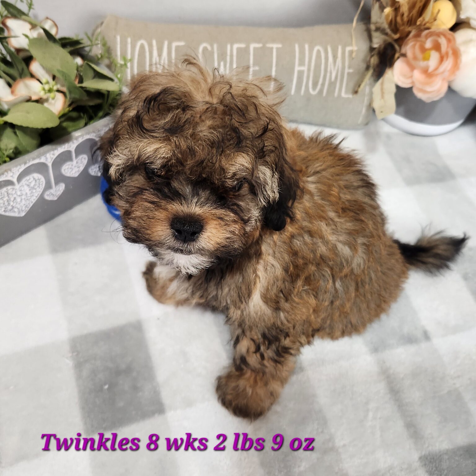 Shihpoo Twinkles Female