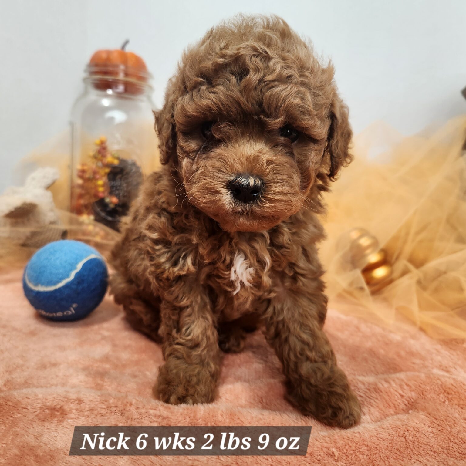 F1b Mini Goldendoodle Nolan, Nick, Nelson