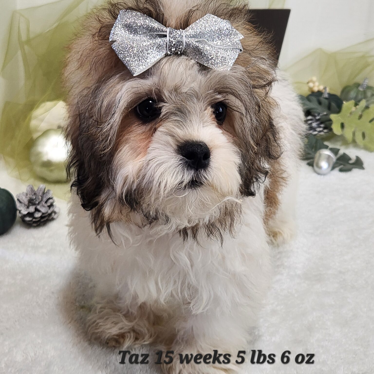 Shihpoo Taz