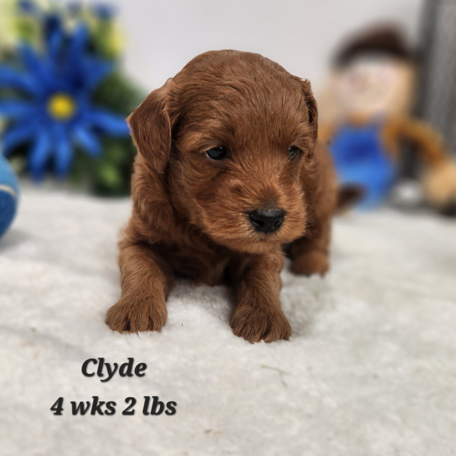 F1bb Micro Mini Goldendoodle Clyde
