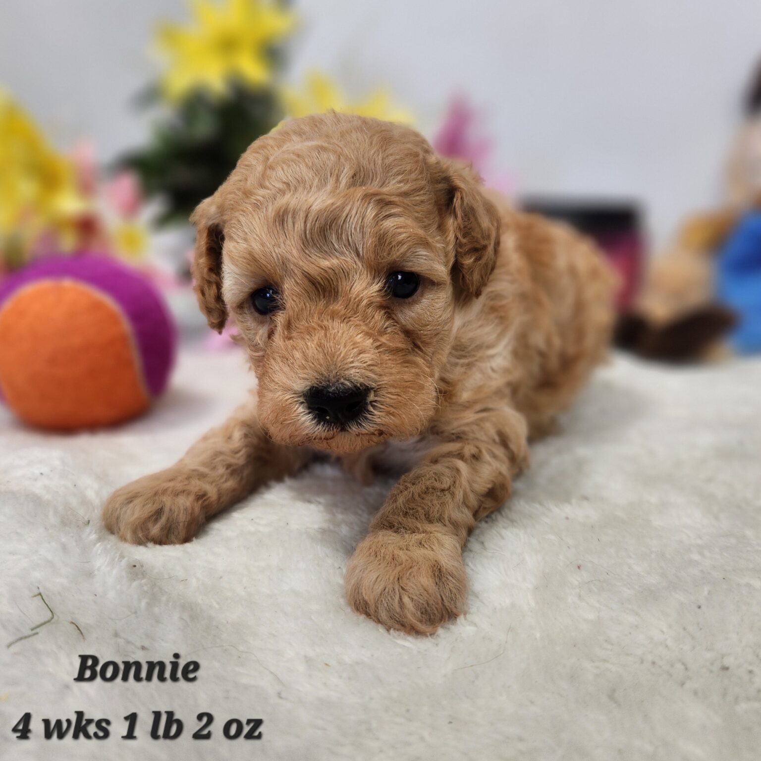 F1bb Micro Mini Goldendoodle Bonnie