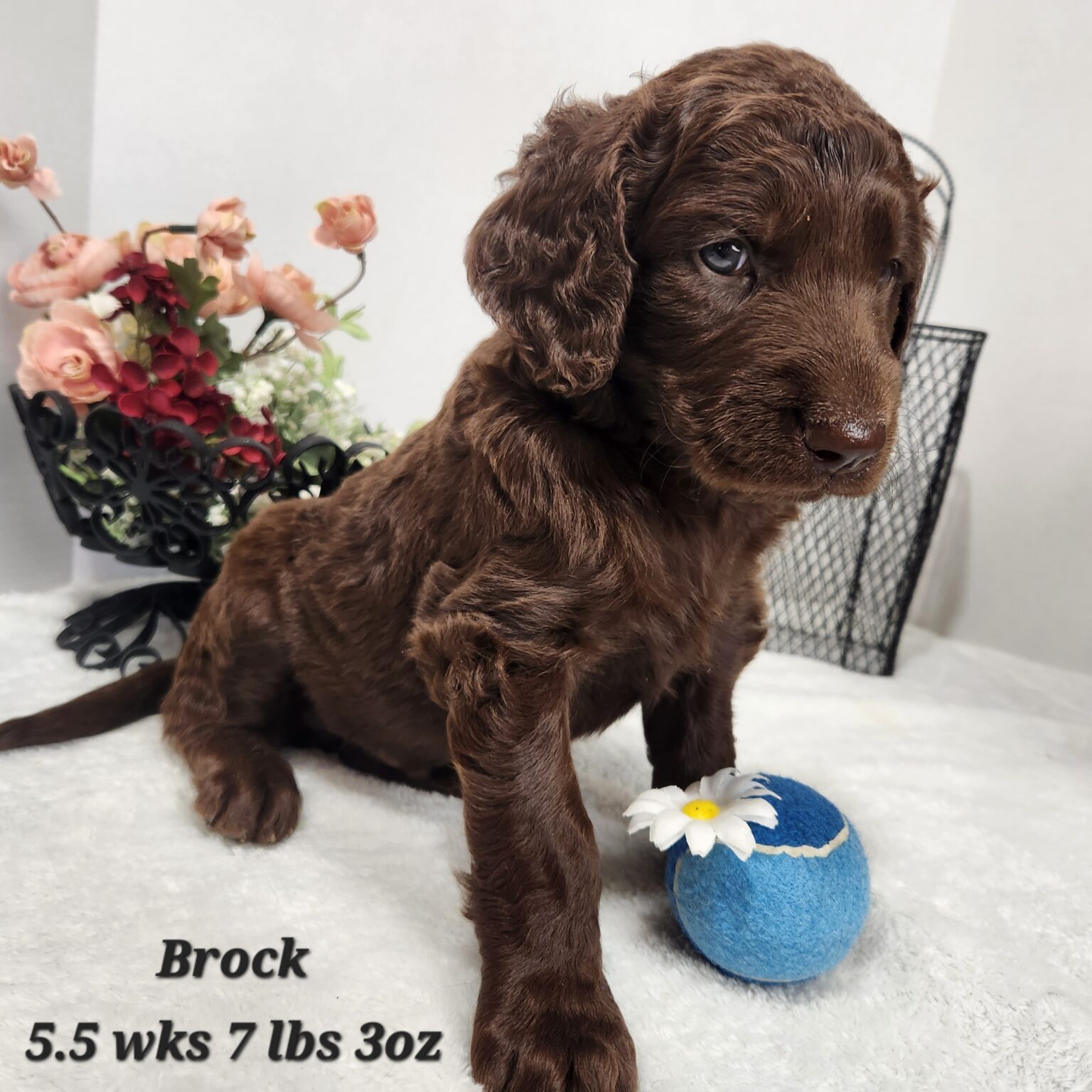 Golden Labradoodle Brock