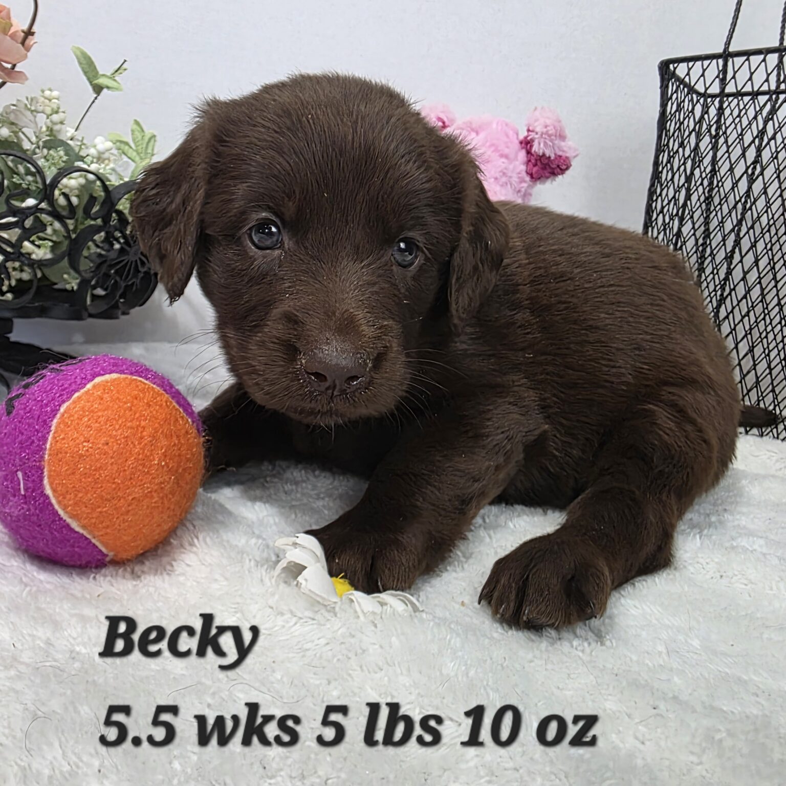 Golden Labradoodle Becky