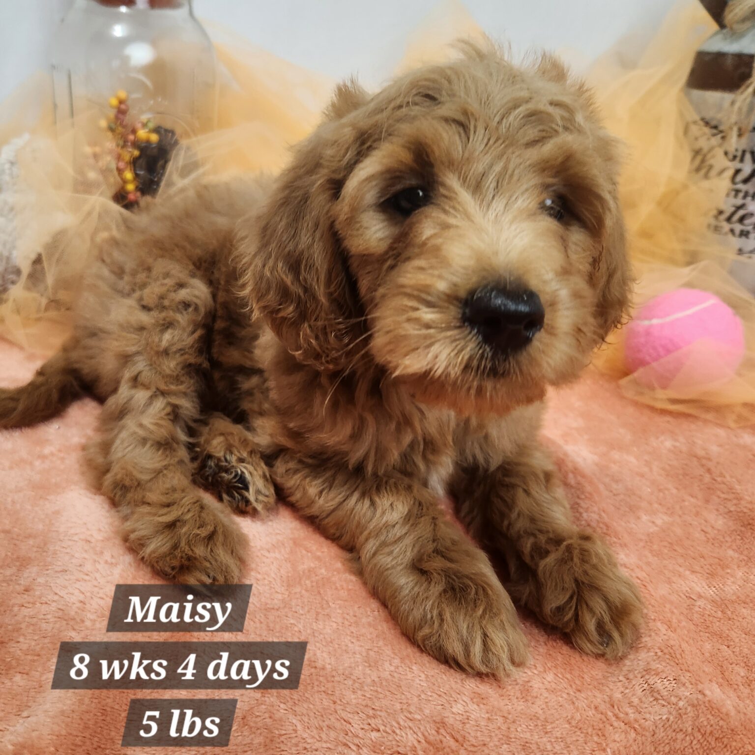 F1b Mini Goldendoodle Maisy