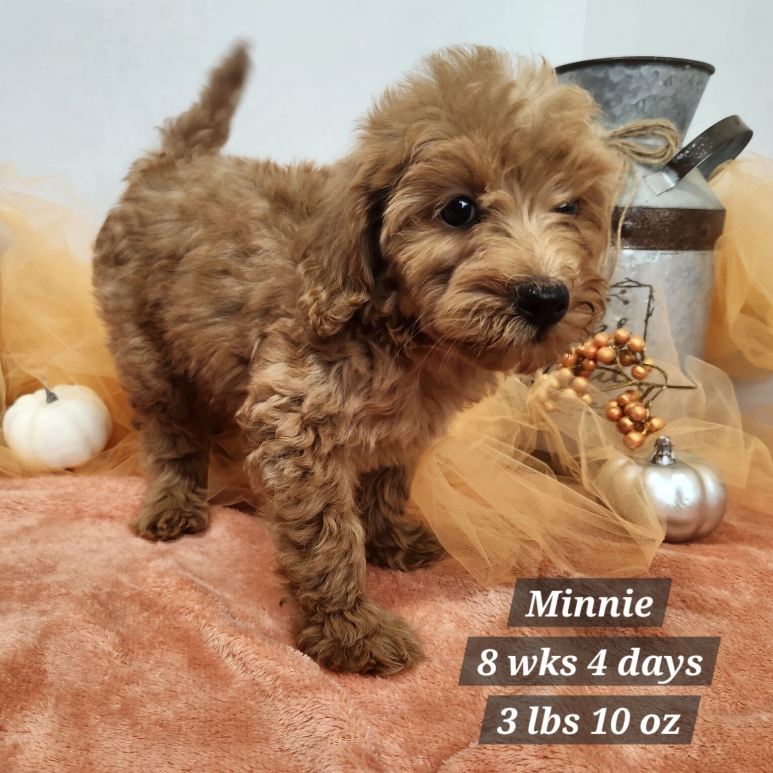 F1b Mini Goldendoodle Minnie