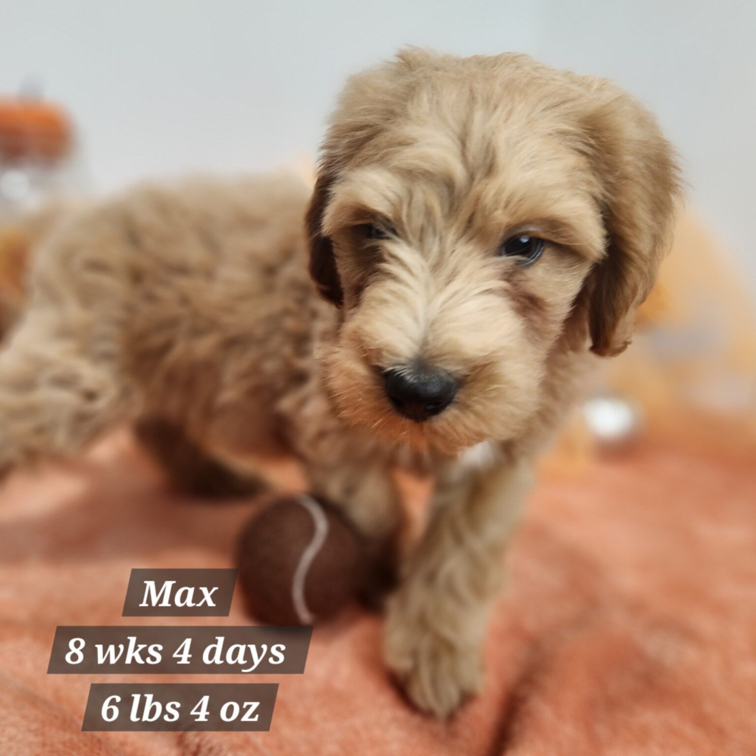 F1b Mini Goldendoodle Max