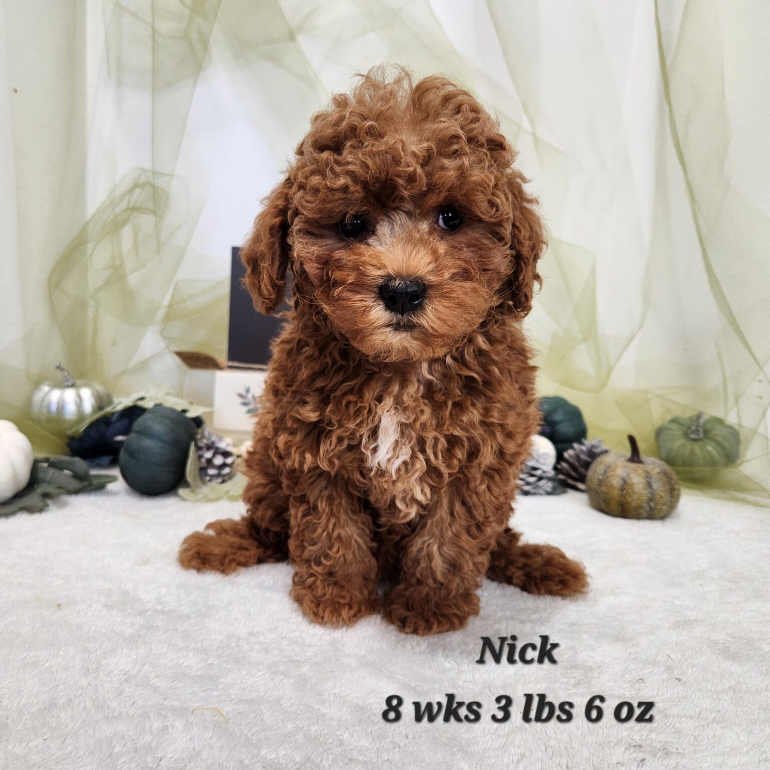 F1b Mini Goldendoodle Nolan, Nick, Nelson