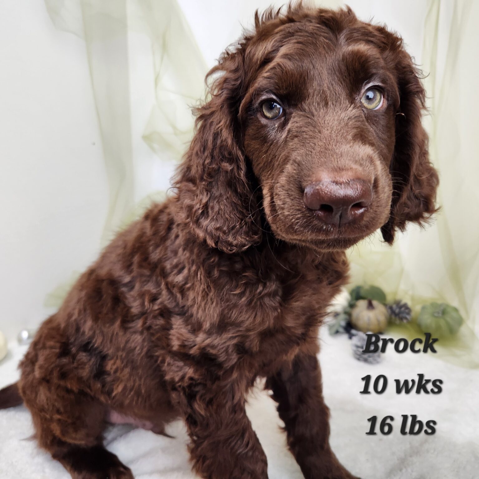 Golden Labradoodle Brock
