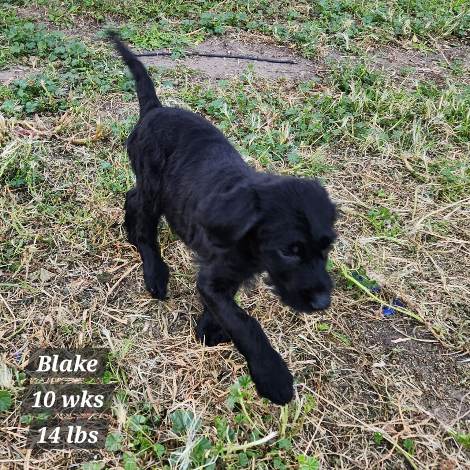 Golden Labradoodle Blake