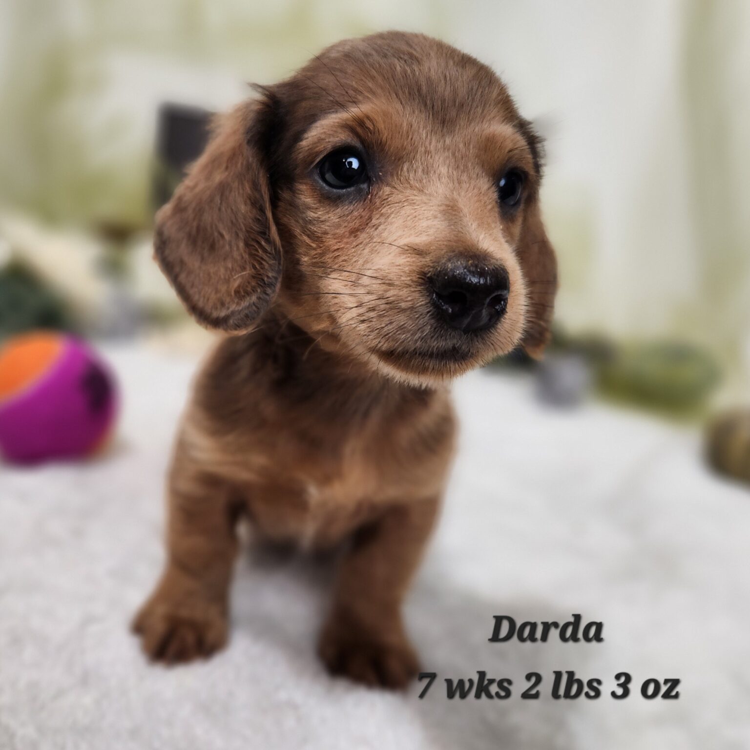 Miniature Dachshund Darda