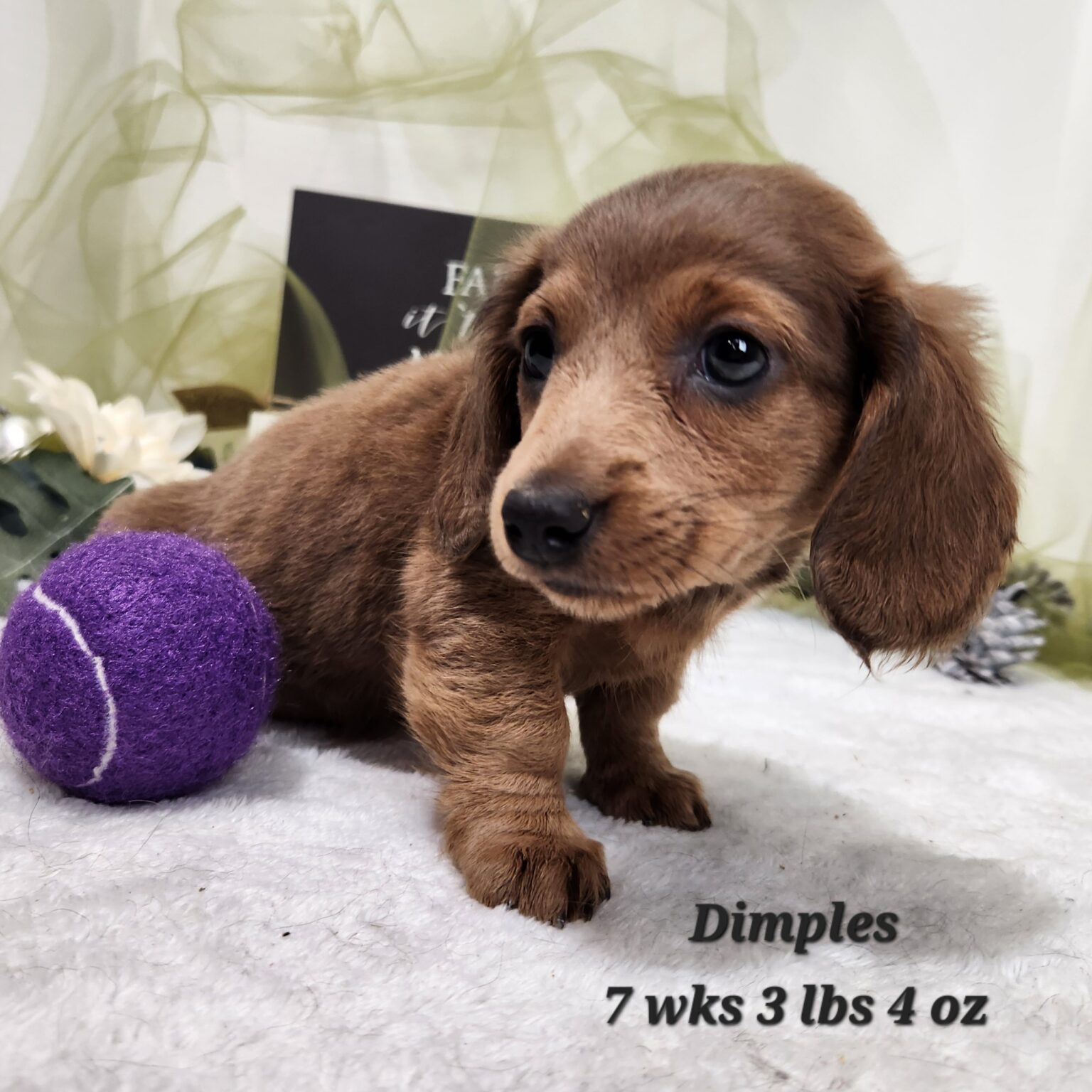 Miniature Dachshund Dimples